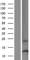 DPH3P1 Human Over-expression Lysate