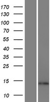 ARL17B (ARL17A) Human Over-expression Lysate