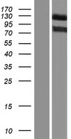 KIAA1276 (FAM184B) Human Over-expression Lysate