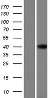 GTF3A Human Over-expression Lysate