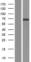 C2 Human Over-expression Lysate