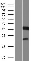 MTFR1 Human Over-expression Lysate