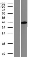 PAS1C1 (LMNTD1) Human Over-expression Lysate