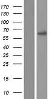 PNPLA1 Human Over-expression Lysate