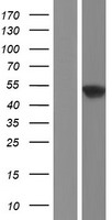 SCRN1 Human Over-expression Lysate