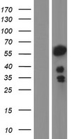 Nuclear Factor 1 (NFIA) Human Over-expression Lysate