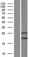PGAP2 Human Over-expression Lysate