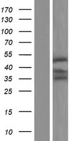 UBE2Q2 Human Over-expression Lysate