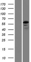 FSD1L Human Over-expression Lysate