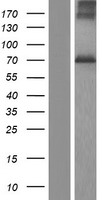 NGLY1 Human Over-expression Lysate