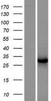 NECAP2 Human Over-expression Lysate