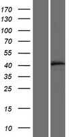 FAM185A Human Over-expression Lysate