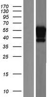 Transcription Factor SP9 (SP9) Human Over-expression Lysate