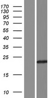 UBE2QL1 Human Over-expression Lysate