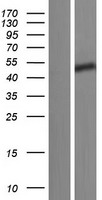 CCDC85C Human Over-expression Lysate