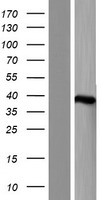 MTHFD2 (MTHFD2L) Human Over-expression Lysate