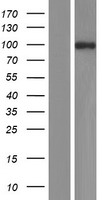 NEDD4 2 (NEDD4L) Human Over-expression Lysate