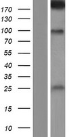 SDK2 Human Over-expression Lysate