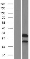 RAB34 Human Over-expression Lysate