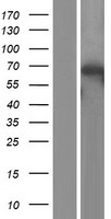ATG7 Human Over-expression Lysate