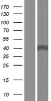 MAP3K12 binding inhibitory protein 1 (MBIP) Human Over-expression Lysate