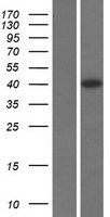 ELAVL4 Human Over-expression Lysate