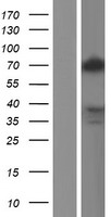 TLE2 Human Over-expression Lysate
