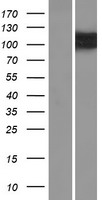 OSBPL5 Human Over-expression Lysate