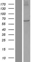 NDOR1 Human Over-expression Lysate