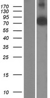 AGAP5 Human Over-expression Lysate