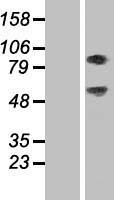 SEC14L1 Human Over-expression Lysate