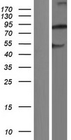 NBPF6 Human Over-expression Lysate