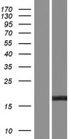 PTPMT1 Human Over-expression Lysate
