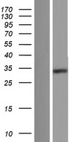 FAM76A Human Over-expression Lysate