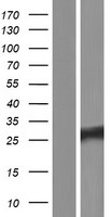 RPEL1 Human Over-expression Lysate