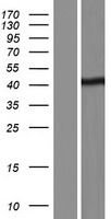 BSDC1 Human Over-expression Lysate