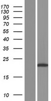 PPIAL4A Human Over-expression Lysate