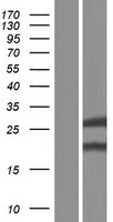 Glutathione S Transferase kappa 1 (GSTK1) Human Over-expression Lysate