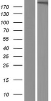 GREB1L Human Over-expression Lysate