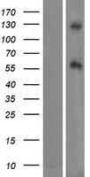 DAGLB Human Over-expression Lysate