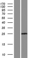 MAD3 (MXD3) Human Over-expression Lysate