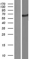 KIAA0652 (ATG13) Human Over-expression Lysate