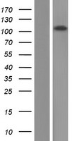 WDR47 Human Over-expression Lysate