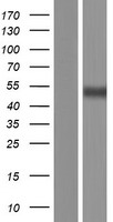 VMAT1 (SLC18A1) Human Over-expression Lysate