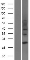 TRAPPC3L Human Over-expression Lysate