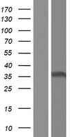 HNRNPCL2 Human Over-expression Lysate