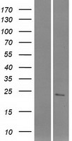 C1orf185 Human Over-expression Lysate