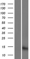 CISD3 Human Over-expression Lysate