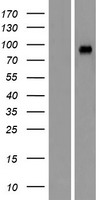 GRAMD1A Human Over-expression Lysate