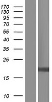 NDUFB11 Human Over-expression Lysate